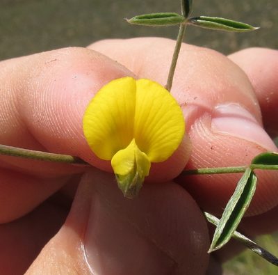Argyrolobium rarum, photographed by Brian du Preez