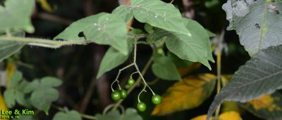 Solanum lyratum, photographed by Kim, Hyun-tae