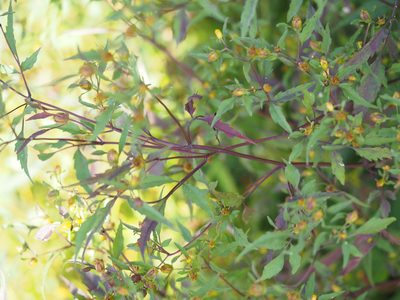 Bidens discoidea, photographed by mefisher