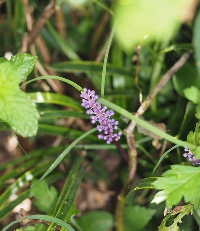 Liriope graminifolia, photographed by mefisher