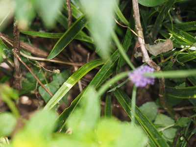Liriope graminifolia, photographed by mefisher