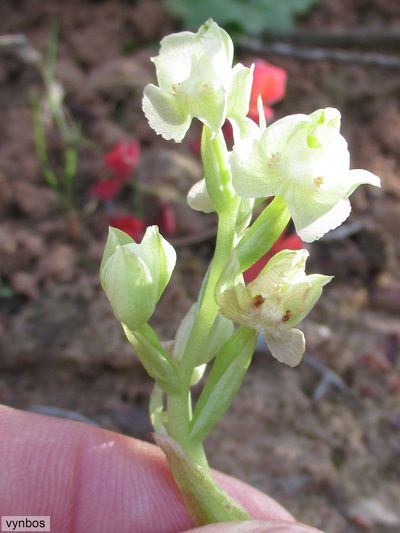 Pterygodium pentherianum, photographed by Chris Vynbos
