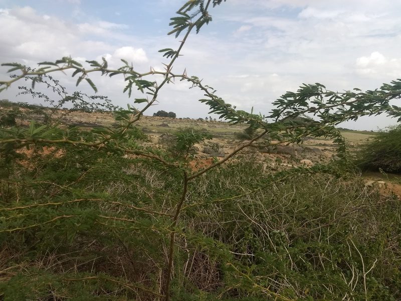 Prosopis cineraria, photographed by P Jeganathan