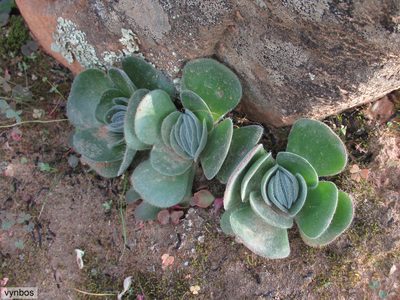 Crassula tomentosa, photographed by Chris Vynbos