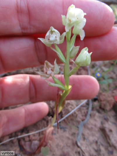 Pterygodium pentherianum, photographed by Chris Vynbos