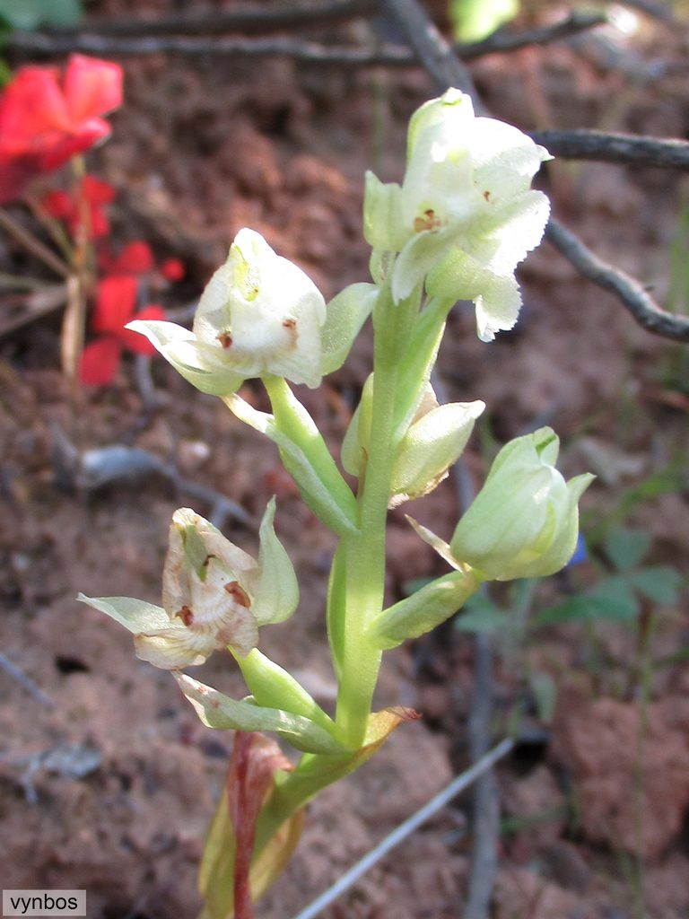 Pterygodium pentherianum, photographed by Chris Vynbos