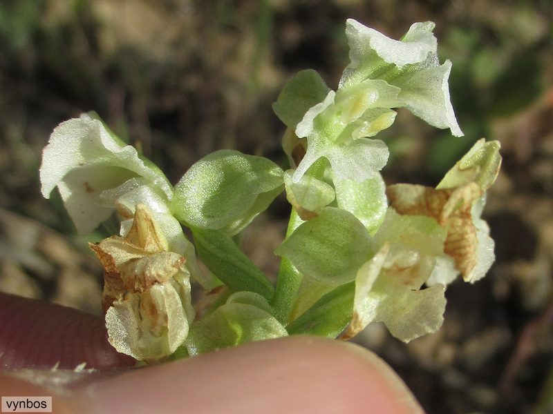 Pterygodium schelpei, photographed by Chris Vynbos