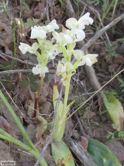 Pterygodium schelpei, photographed by Chris Vynbos