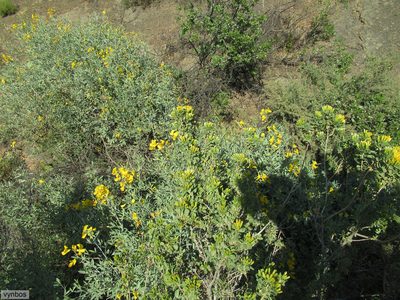 Pteronia divaricata, photographed by Chris Vynbos