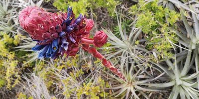 Puya venusta, photographed by Darío De la Fuente