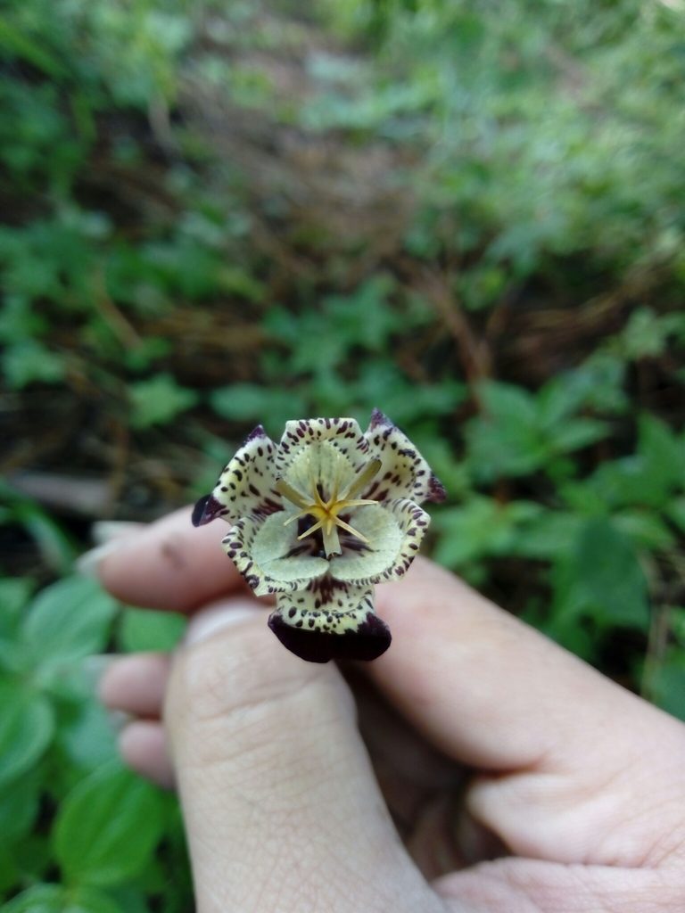 Tigridia suarezii, photographed by Dante S. Figueroa