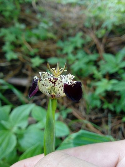 Tigridia suarezii, photographed by Dante S. Figueroa