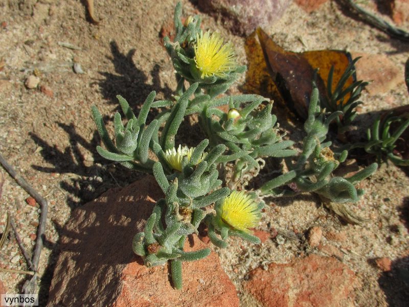 Mesembryanthemum grossum, photographed by Chris Vynbos
