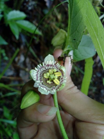 Passiflora exsudans, photographed by Dante S. Figueroa