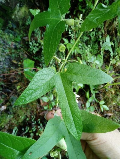 Passiflora exsudans, photographed by Dante S. Figueroa