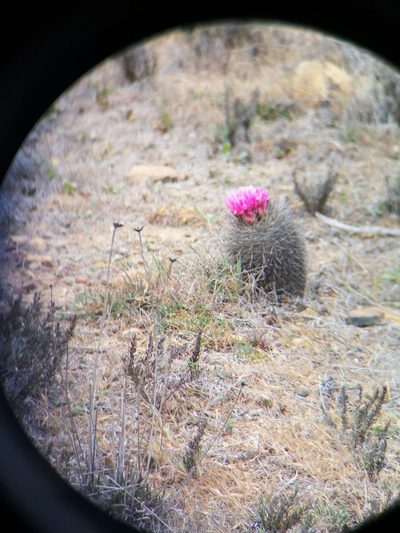 Eriosyce chilensis, photographed by Darío De la Fuente