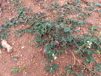 Indigofera tsiangiana, photographed by P Jeganathan