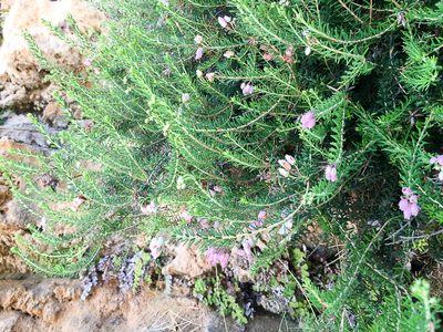 Erica terminalis, photographed by Drepanostoma