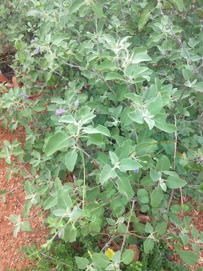 Solanum pubescens, photographed by P Jeganathan