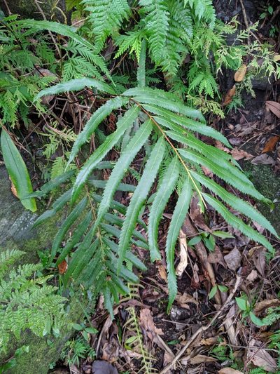 Plenasium banksiifolium, photographed by Cheng-Te Hsu