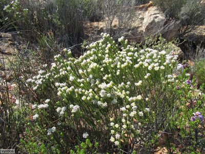 Phylica pulchella, photographed by Chris Vynbos