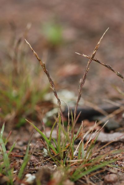 Tripogonella spicata, photographed by Carlos Martorell