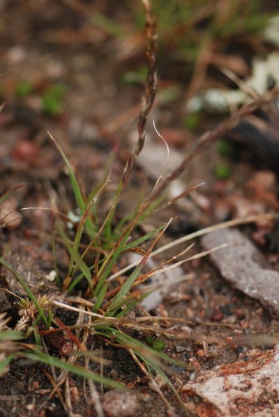 Tripogonella spicata, photographed by Carlos Martorell