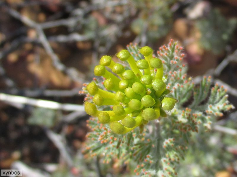 Serruria flava, photographed by Chris Vynbos