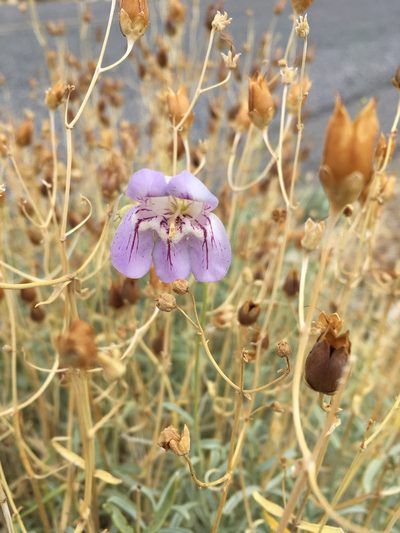 Penstemon fruticiformis, photographed by Matt Berger