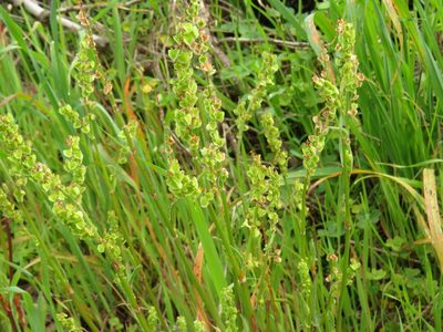 Rumex cordatus, photographed by Jeremy Gilmore