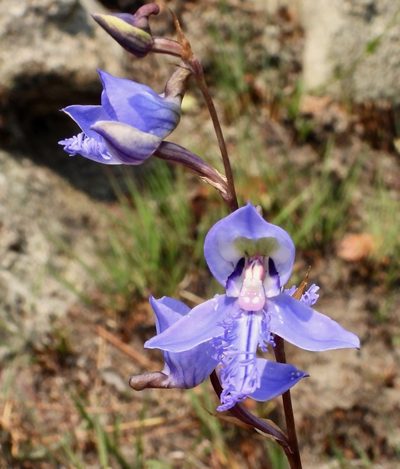 Disa baurii, photographed by desertnaturalist