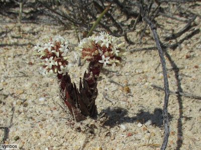 Crassula alpestris, photographed by Chris Vynbos