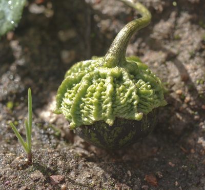 Lycianthes peduncularis, photographed by Carlos Martorell