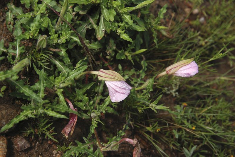 Oenothera kunthiana, photographed by Carlos Martorell