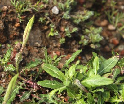 Oenothera kunthiana, photographed by Carlos Martorell