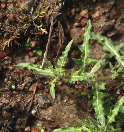 Oenothera kunthiana, photographed by Carlos Martorell