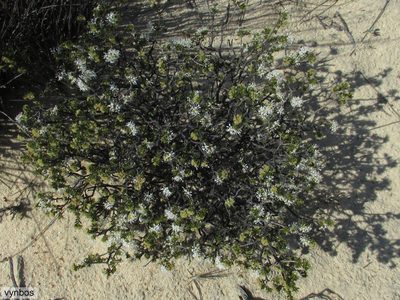 Agathosma pubigera, photographed by Chris Vynbos