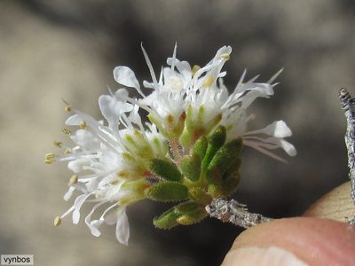 Agathosma pubigera, photographed by Chris Vynbos