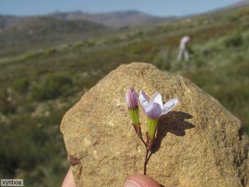 Ixia namaquana, photographed by Chris Vynbos
