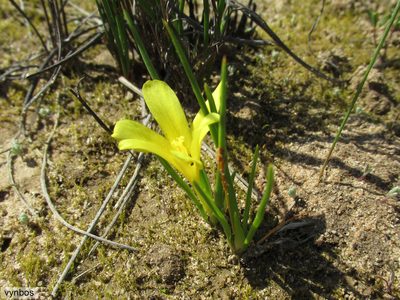 Moraea fugacissima, photographed by Chris Vynbos