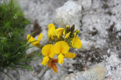 Lebeckia grandiflora, photographed by Janine Steytler