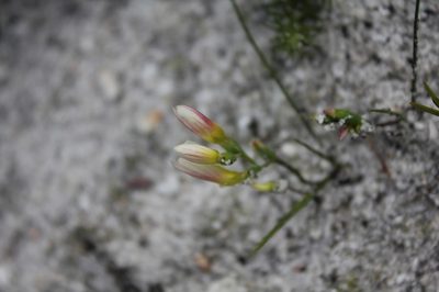 Geissorhiza hispidula, photographed by Janine Steytler