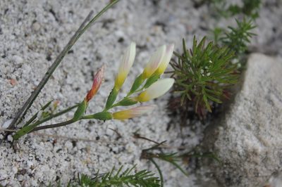 Geissorhiza hispidula, photographed by Janine Steytler