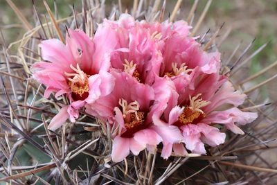 Coryphantha poselgeriana, photographed by Claudio Cantú Muñiz