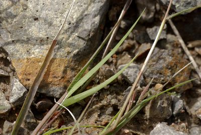 Bouteloua repens, photographed by Carlos Martorell