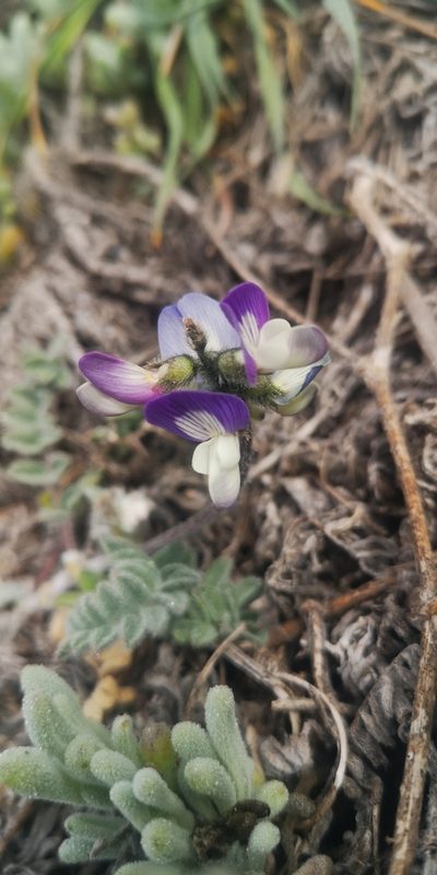 Astragalus amatus, photographed by Darío De la Fuente