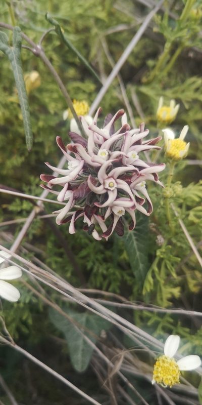 Tweedia stipitata, photographed by Darío De la Fuente