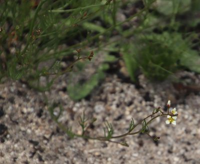 Heliophila pendula, photographed by Tony Rebelo
