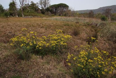 Senecio subcanescens, photographed by Tony Rebelo