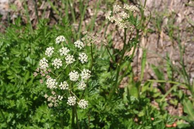 Ligusticum grayi, photographed by runcator